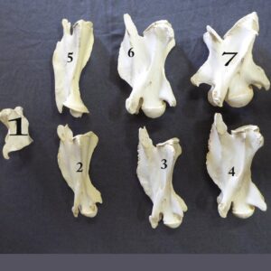 Giraffe Skull and Neck Replica - Image 3