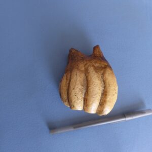 desmostylus molar tooth replica T309