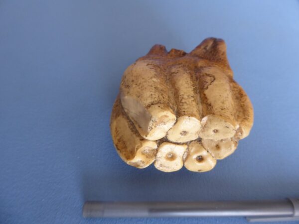 desmostylus molar tooth replica t309