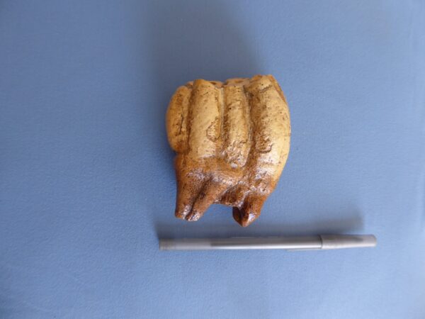 desmostylus molar tooth replica t309