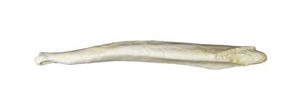 spectacled bear baculum replica CA22537A