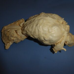 american elk brain with nasal replica b0062