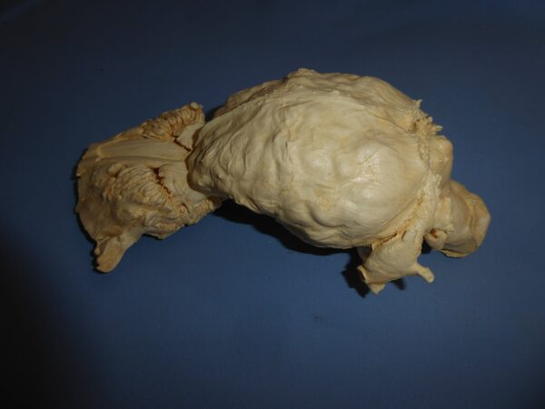 American Elk Brain with-Nasal Replica 1 B0062 american elk brain with nasal replica b0062