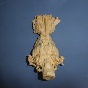 American Elk Brain & Nasal Replica - Image 3