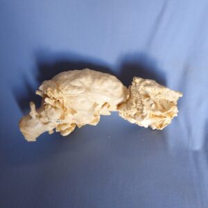 American Elk Brain & Nasal Replica - Image 4