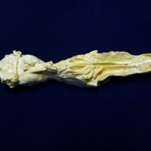 opossum brain with nasal replica 1 B0048