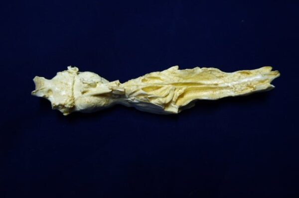 opossum brain with nasal replica 1 B0048