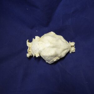 Capybara brain replica --B0027
