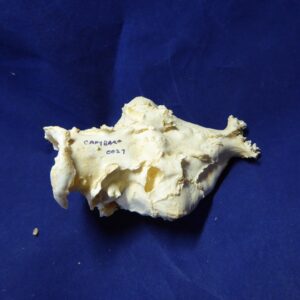 Capybara brain replica 3-B0027