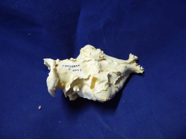 Capybara brain replica 3-B0027