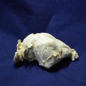 Capybara brain replica 5-B0027