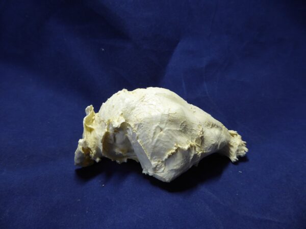Capybara brain replica 5-B0027