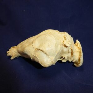 Capabara brain replica b0027