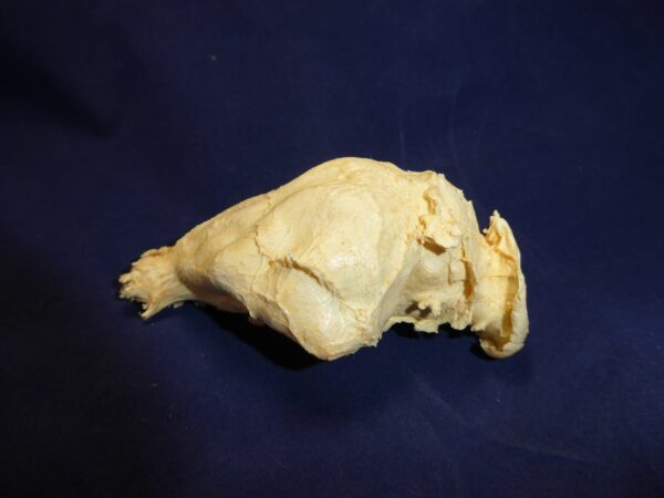 Capabara brain replica b0027