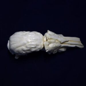 Collared Peccary brain with nasal replica B0039