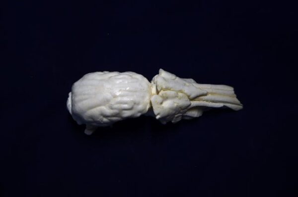 Collared Peccary brain with nasal replica B0039