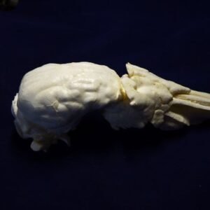 collared peccary brain with nasal replica b0039