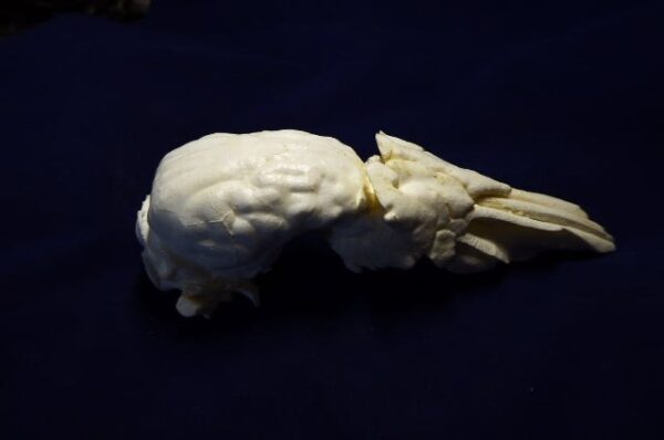 collared peccary brain with nasal replica b0039