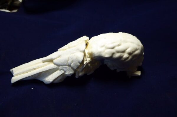 collared peccary brain with nasal replica B0039
