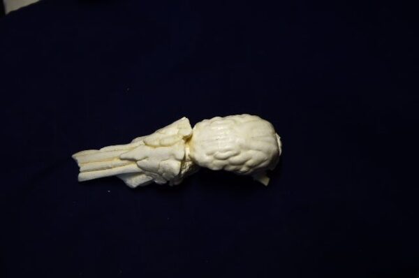 collared peccary brain & nasal replica