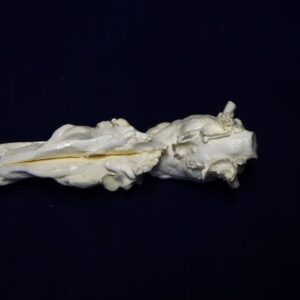 collared peccary brain & nasal replica