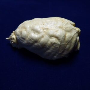 Fisher Martes Brain Replica