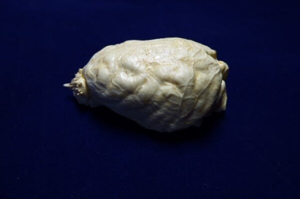 Fisher Martes Brain Replica