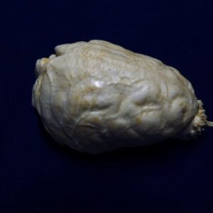 Fisher Martes Brain Replica