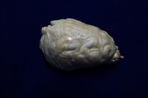 Fisher Martes Brain Replica