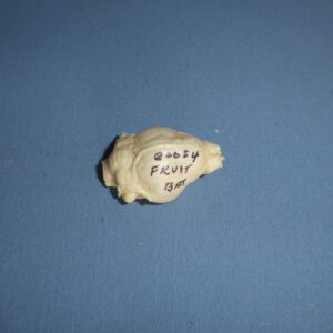Fruit Bat Brain Replica B0054