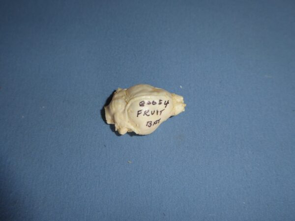 Fruit-bat-brain-replica- Fruit Bat Brain Replica B0054