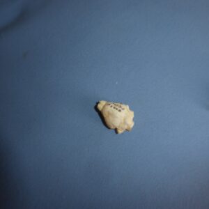 fruit bat brain replica b0054
