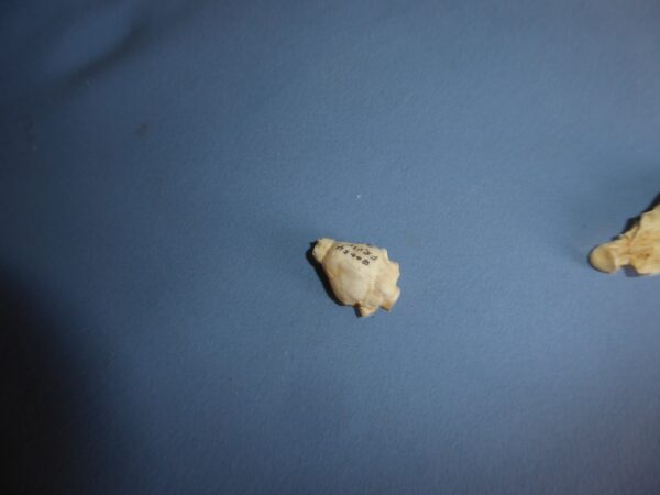 fruit bat brain replica b0054