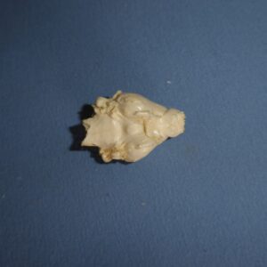 Fruit Bat Brain Replica - Image 3