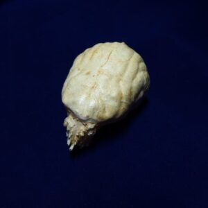 Gray Fox Brain Replica - Image 3