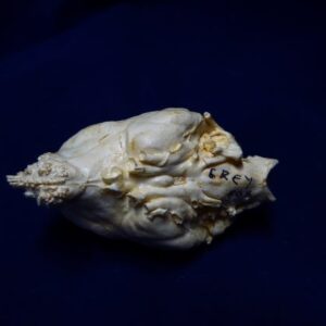 gray fox brain replica b0038