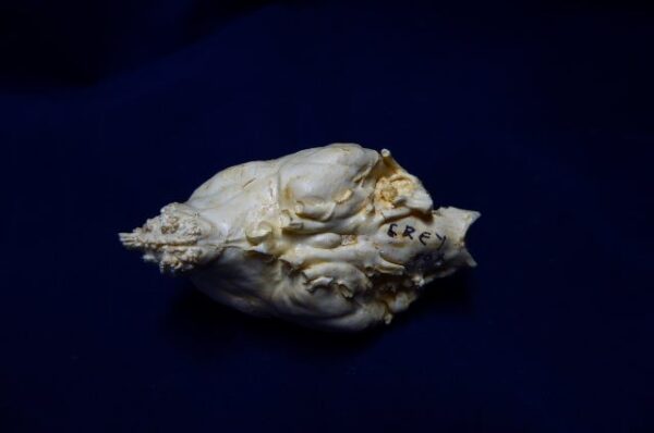 gray fox brain replica b0038