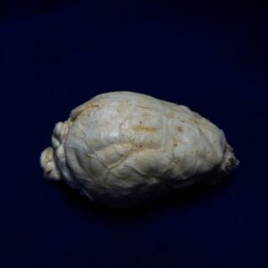 gray fox brain replica b0038