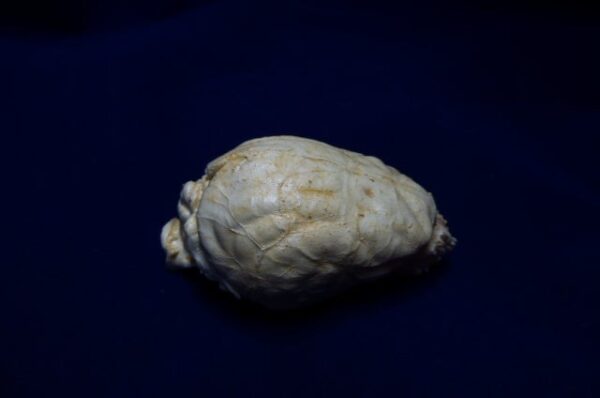 gray fox brain replica b0038