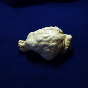 Mountain Lion Brain Replica - Image 3