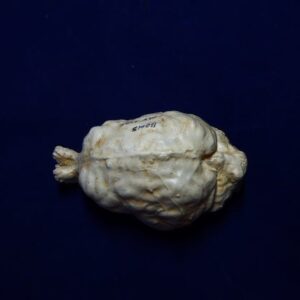 mountain lion brain replica 2 b0015