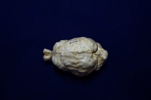 mountain lion brain replica 2 b0015