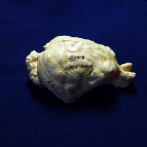 mountain lion brain replica b0015