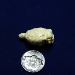 Muskrat brain replica B0056