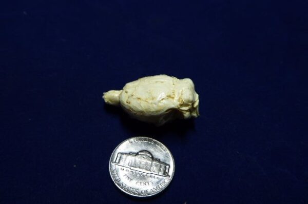 Muskrat brain replica B0056