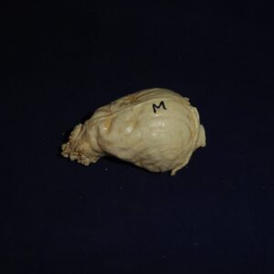 Red fox brain replica B0036