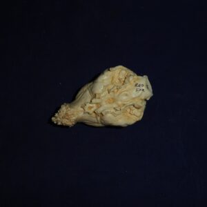 Red Fox Brain Replcia B0036