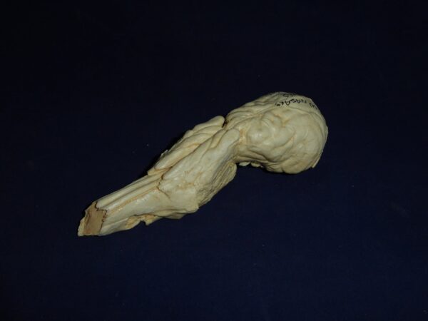 Red Fox Brain and Nasal Replica B0060