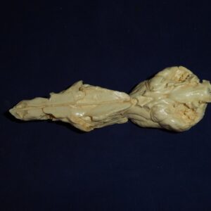 Red Fox Brain and Nasal Replica B0060