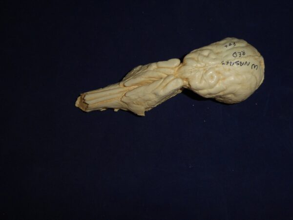 Red Fox Brain and Nasal Replica B0060